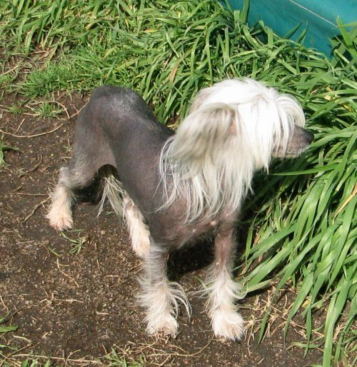 Mohawk It's Raining Men