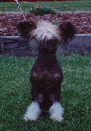 Mohawk Shakeya Bootie