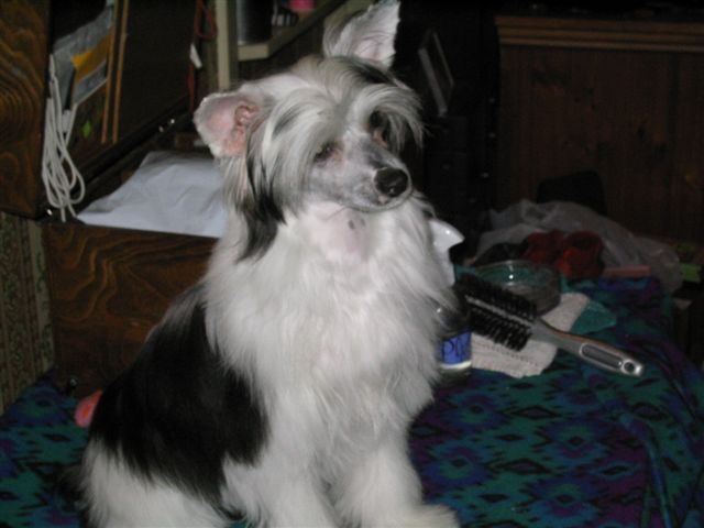 Mohawk Silver Sequins