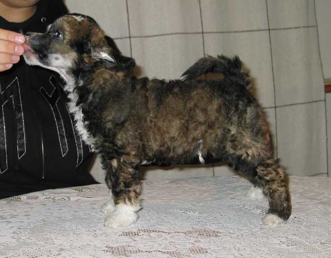 Mooncrest Ataman Razin