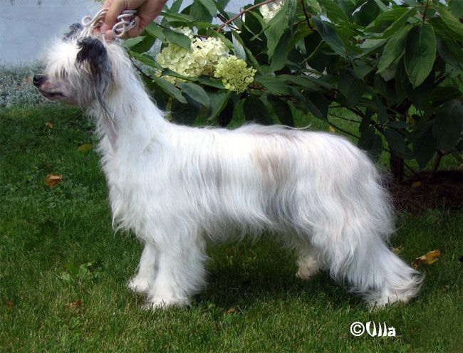 Mooncrest August Moon