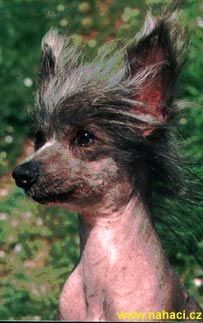 Moonswift Gold Samantha