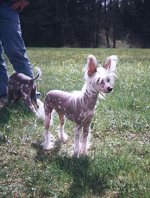 Muchotravka Alexa Lachesis