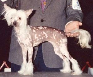 Nava's Follow That Dream