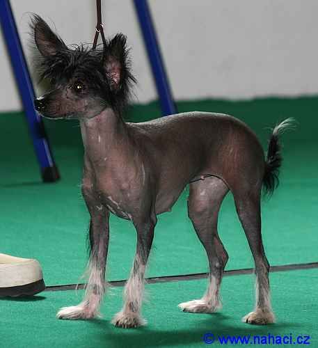 Nektarinka Nikki Od Chlpiku