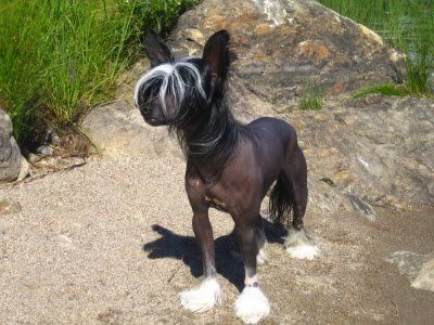 Old Chum's Gipsy King