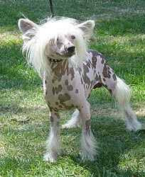 CH Oriental Jokes Twelve O'Clock