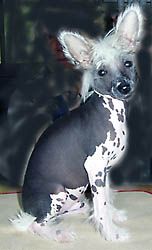 Oriental Jokes Typical Guyzmo