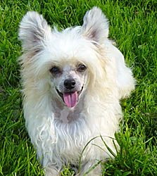 Oriental Jokes Vanille-Crème