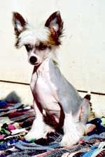 Orion Lucky Od Chlpiku