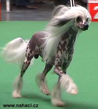 Othello vom Martin's Tal