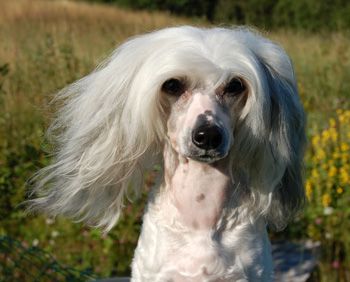 Princess Leia's Amazes Me Of Rocky