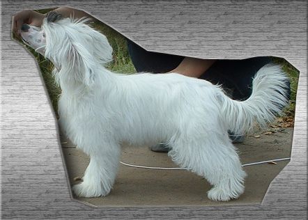 Princess Leia's Dancing Queen