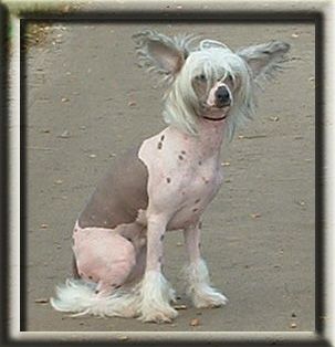 Princess Leia's Sacrifice Of Rocky