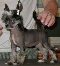 Puffin Licorice Stick