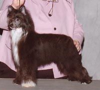 Puffin Raising a Ruckus At Jewels