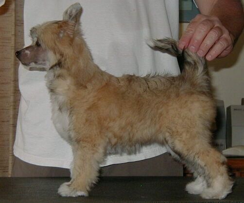 Puffin Tassle Dancer