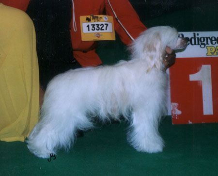 Quentin von Shinbashi