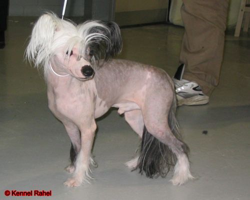 Rahel Picazubutterfly