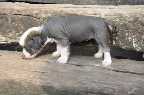 Rebecca Bonnie Od Chlpiku