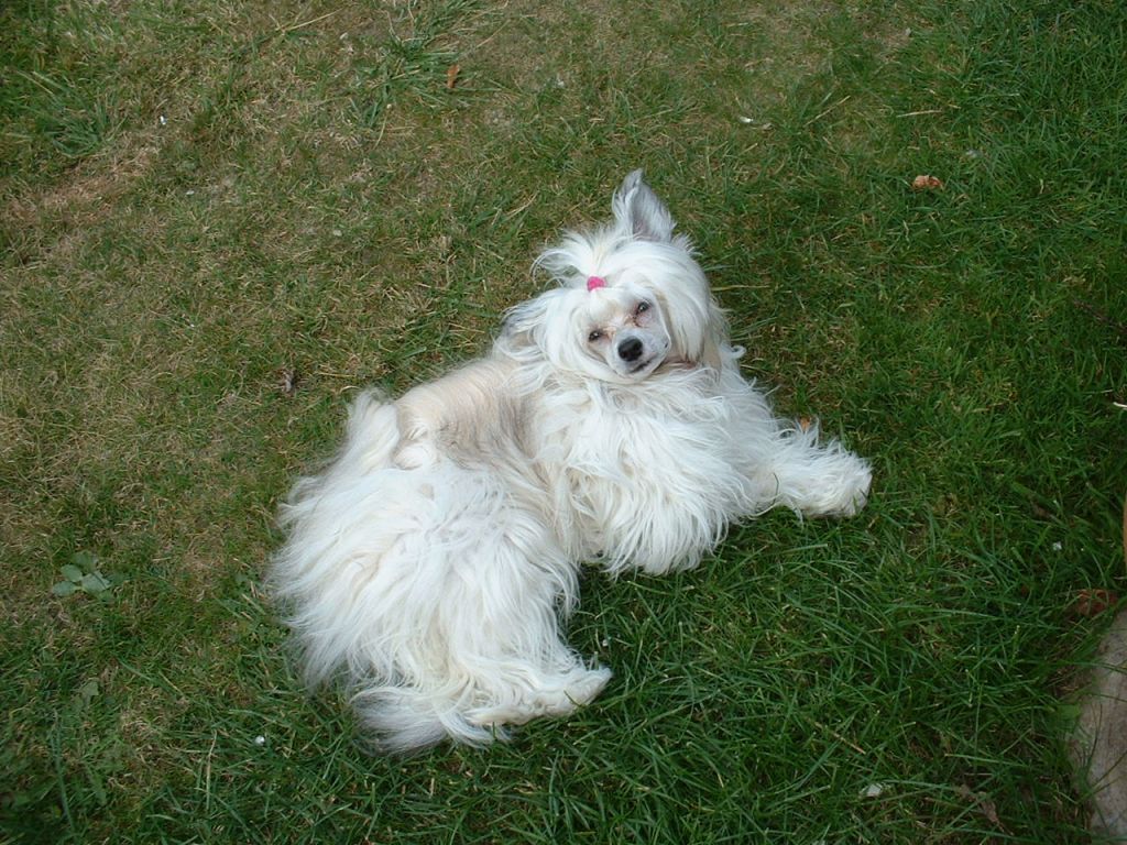 Rebekia Moon Shadow Lily