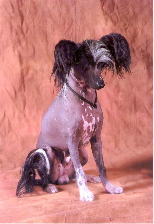 Rimabra's Dream Catcher