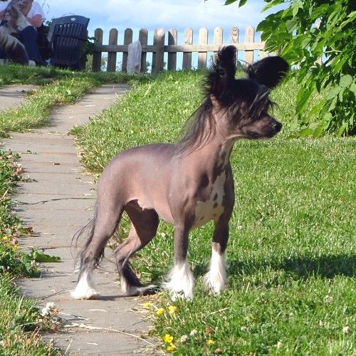 Rimabra's Heaven Sent