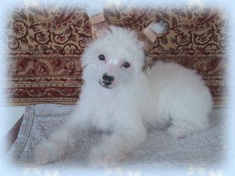 Rino Anne JP Kindly Heart Tip