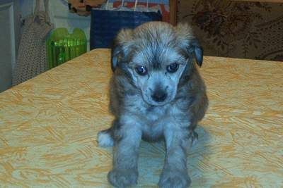 Royalgift Recall Arvega