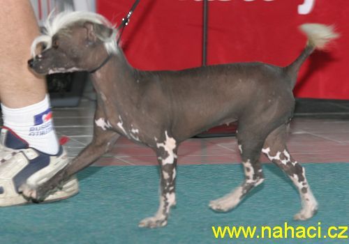 Ruby Dinky Od Chlpiku