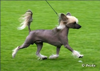 Secret Line's Homemade Hotdog