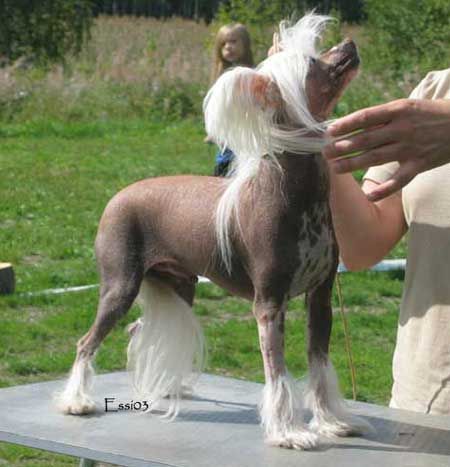 Shadowgame's White One