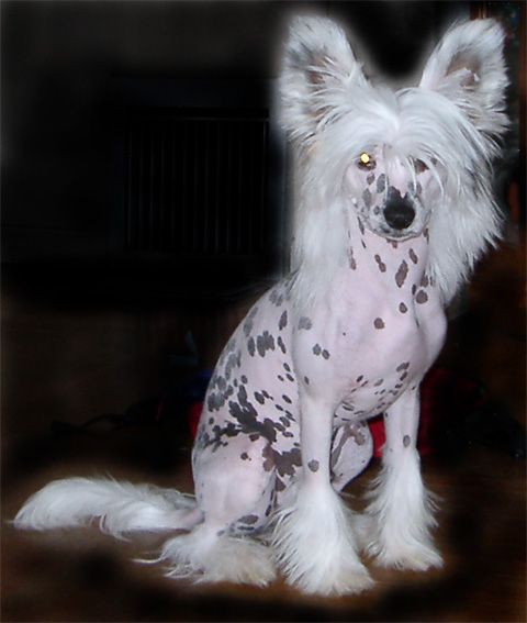 Shida N SunStar Ice Ice Baby 