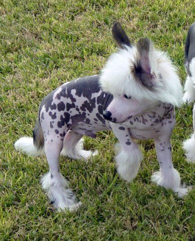 Shomars Grand Slam Wanrod