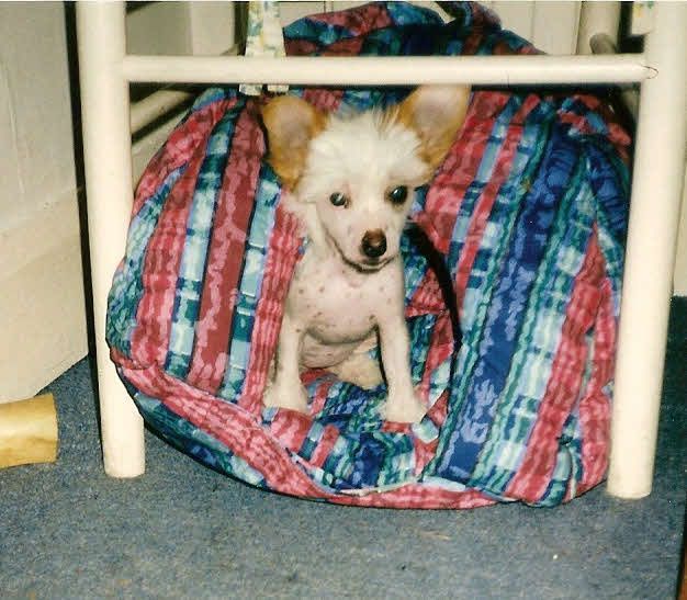 Shumllea Scintillation at Mispickel