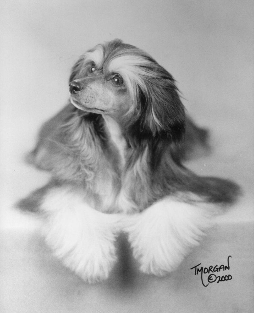 Shumllea Tinkerbelle