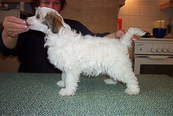 Soltar's Captain Hook