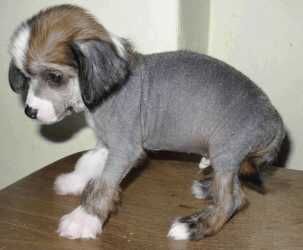 Sonet Blue Od Chlpiku