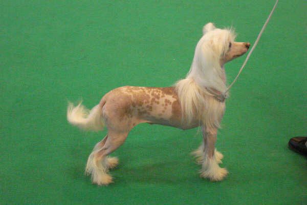 Sophijace Sophies Girl