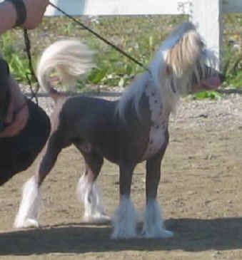 Stormblåstens Freedom Fighter