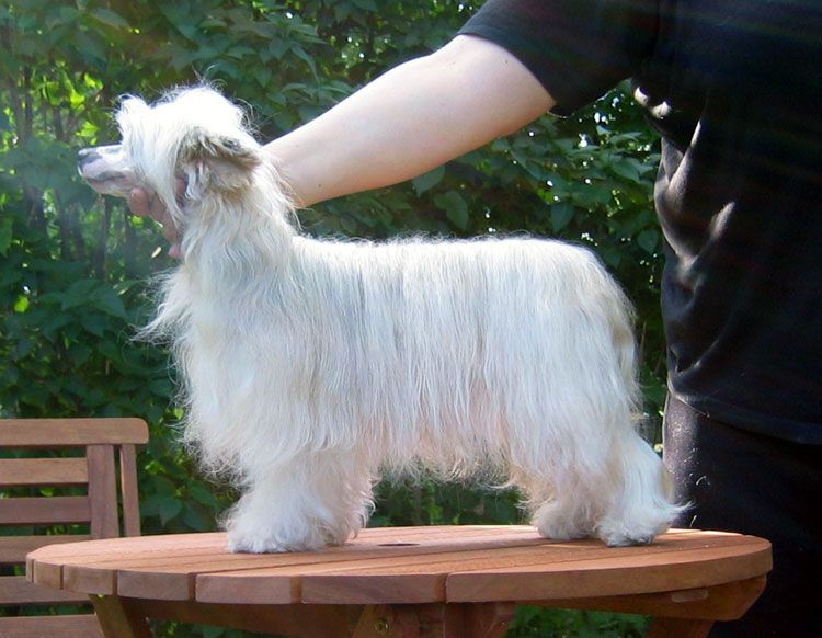 Stormblåstens Frost Storm