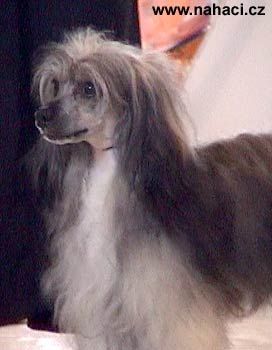 Taiberry Von Shinbashi