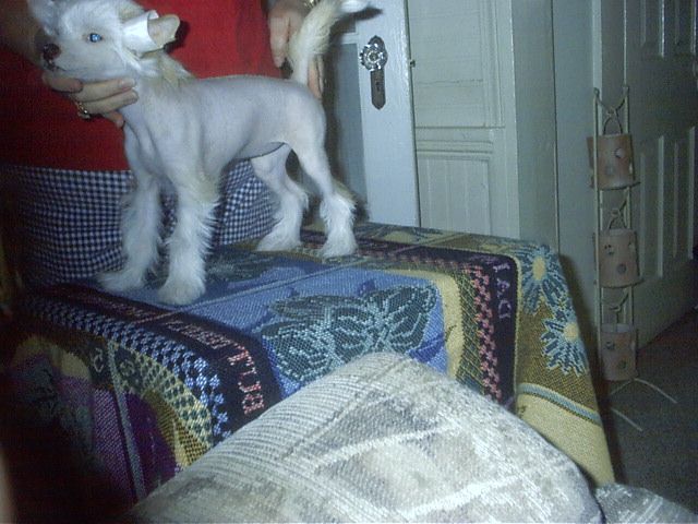 Tero's Southern Star