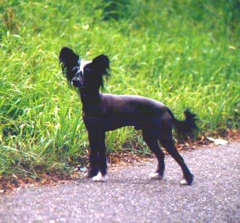 Teufelchen X Blue Rebel