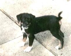 The Little Devil (Jhanchi)