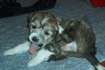 Tippytoes Hardy Harhar