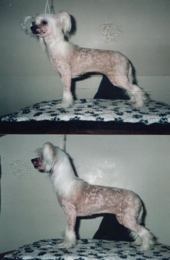 Triptot Truly Tasteful