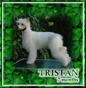 Tristan Della Castafiore