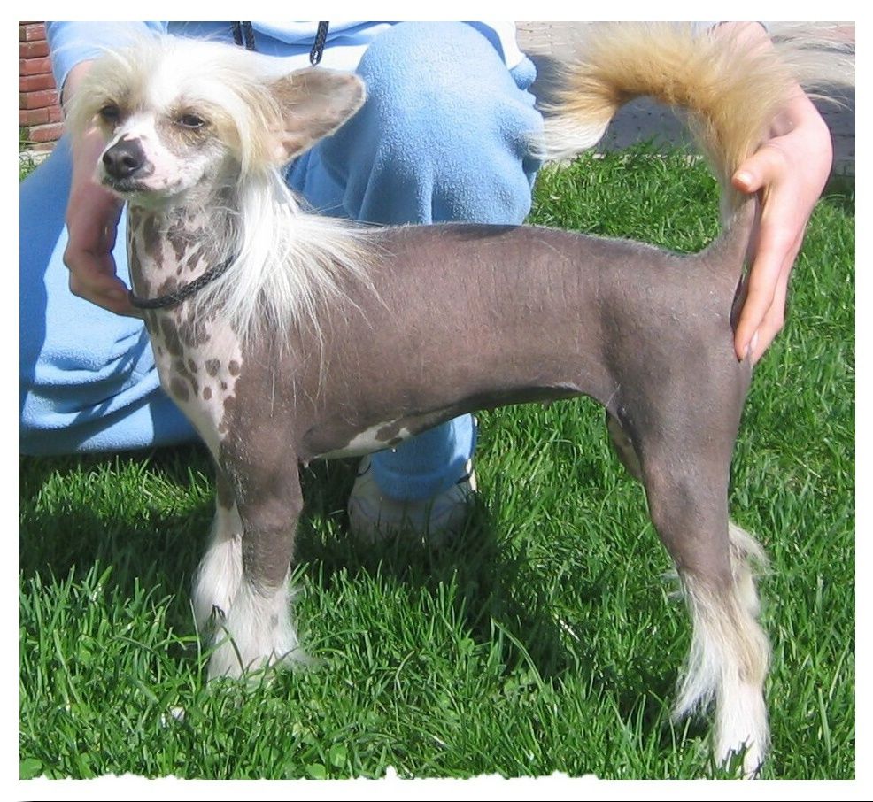 Tropicana Tracy Od Chlpiku