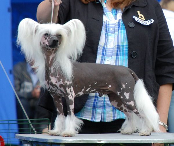 Twice as Nice Devils Delight